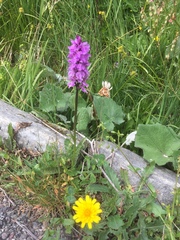Dactylorhiza maculata