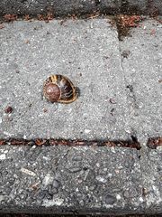 Cornu aspersum