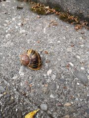 Cornu aspersum