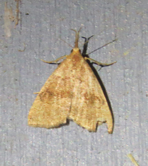 Phalaenostola metonalis