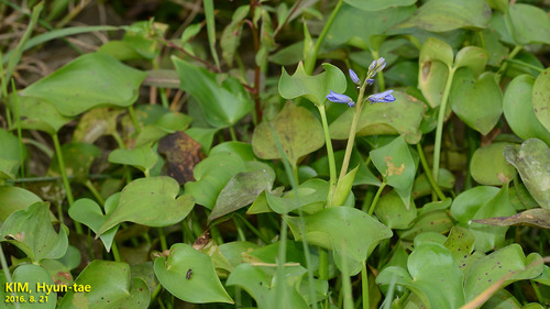 Pontederia korsakowii, photograph 5