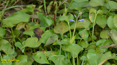 Kim, Hyun-tae, CC BY, iNaturalist via GBIF Pontederia korsakowii, photograph Kim, Hyun-tae, CC BY, iNaturalist via GBIF