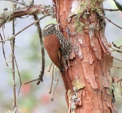 Margarornis squamiger