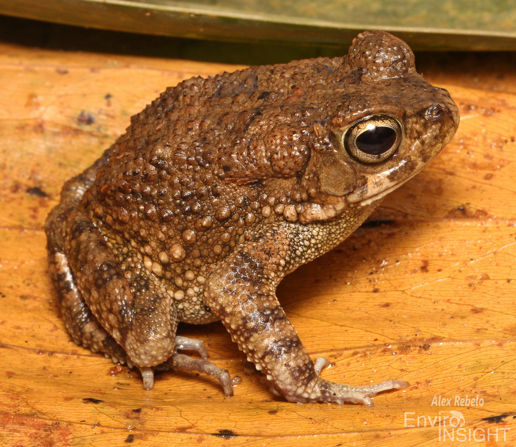 Hallowell's Toad