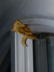 Eulithis propulsata