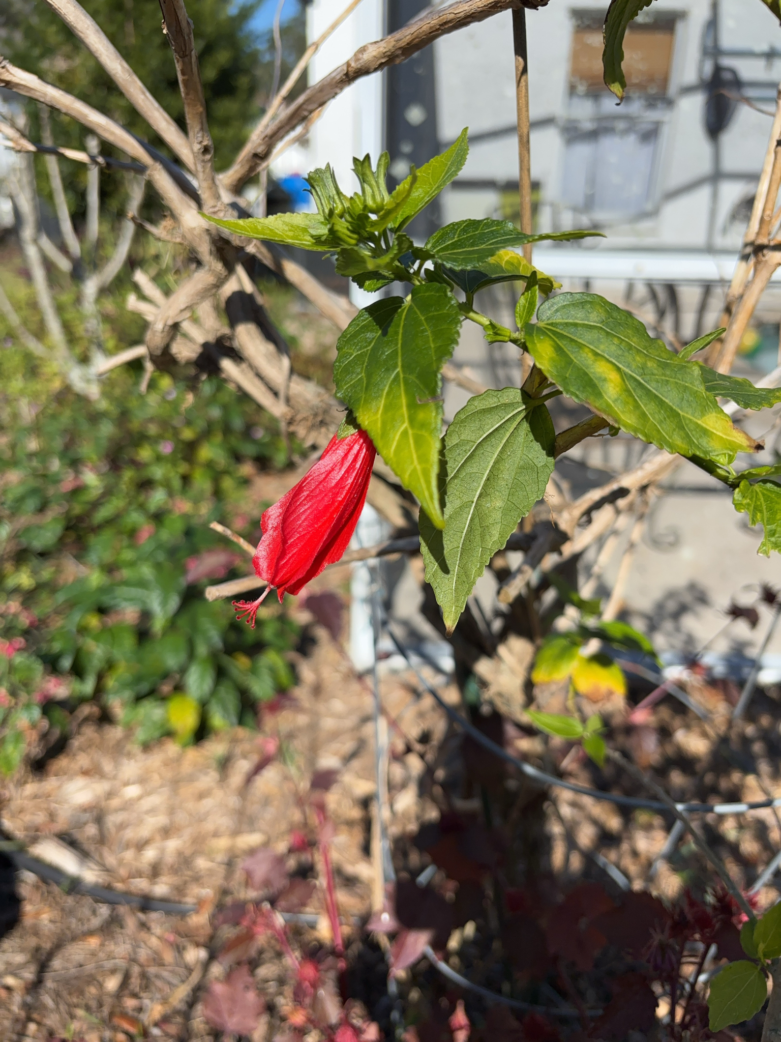 Imagem de Hibisco-colibri
