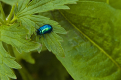 Chrysolinina