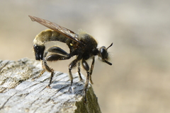Laphria flava