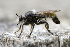 Laphria flava