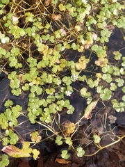 Ranunculus omiophyllus