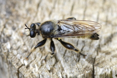 Laphria flava