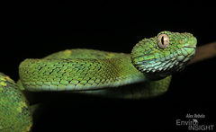 Green Bush Viper photo 3
