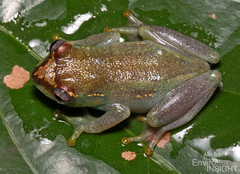 Sierra Leone Reed Frog photo 5