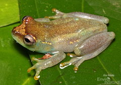 Sierra Leone Reed Frog photo 2