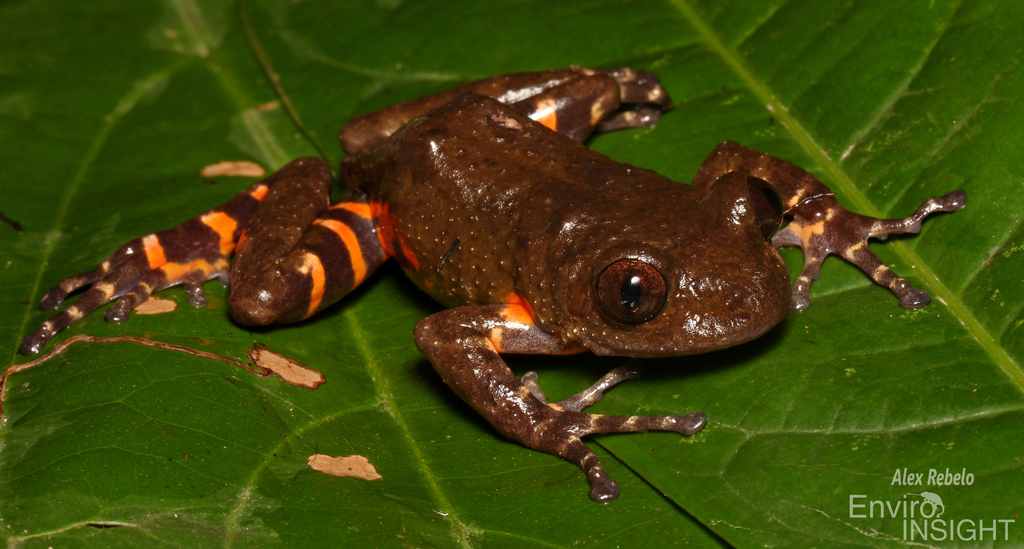 Hylambates boulengeri