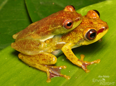 Soror Reed Frog photo 1