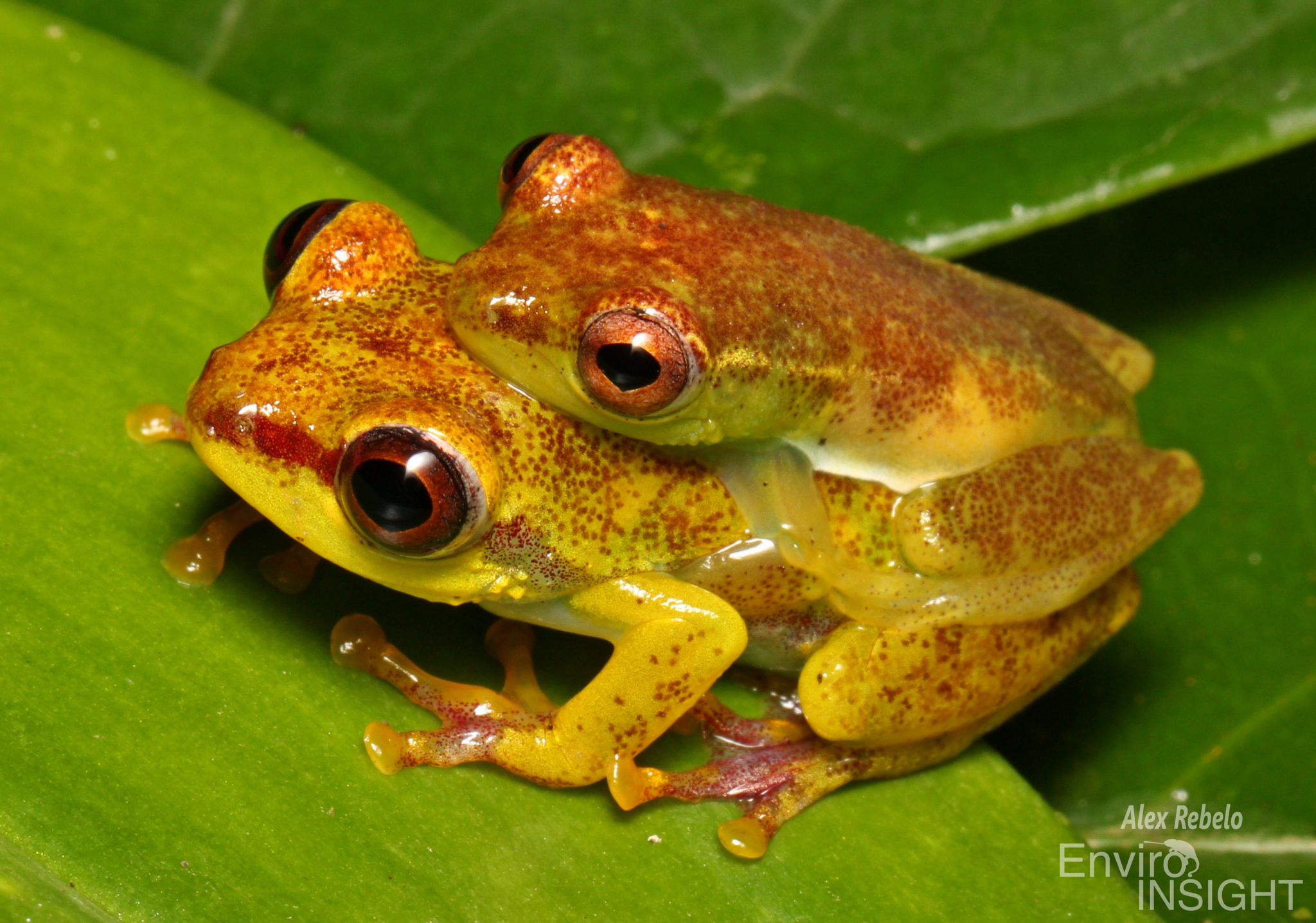 Soror Reed Frog photo 4