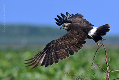 Snail Kite photo 4