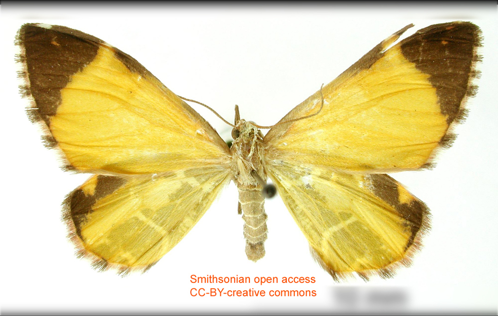 Stamnodes cannonaria