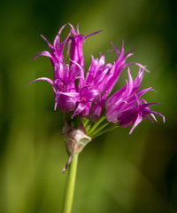 Allium brevistylum