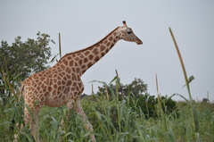 Giraffa camelopardalis peralta