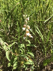 Digitalis lanata
