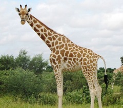Giraffa camelopardalis peralta