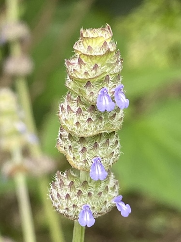 Salvia lasiocephala Hook. & Arn.