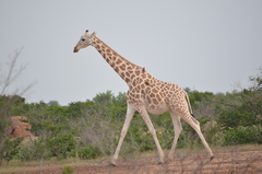 Giraffa camelopardalis peralta