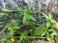 Oldenlandia corymbosa