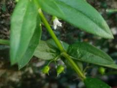 Oldenlandia corymbosa