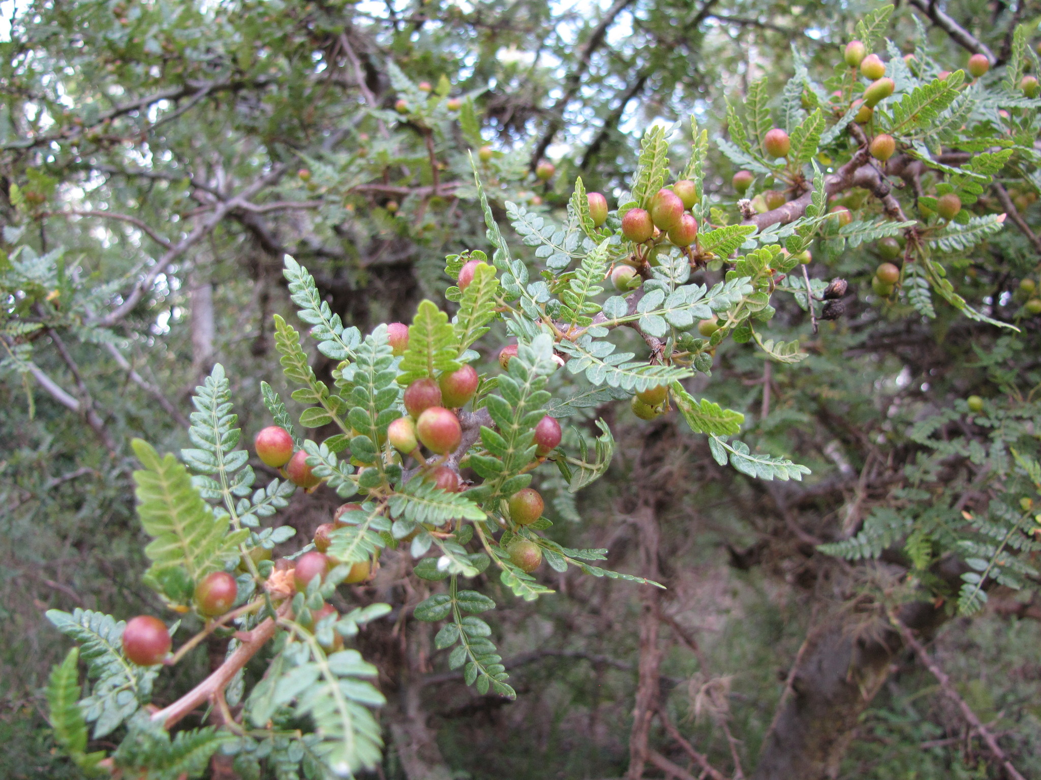 Bursera bipinnata · iNaturalist