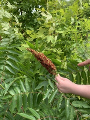 Rhus × borealis