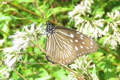 Euploea mulciber barsine