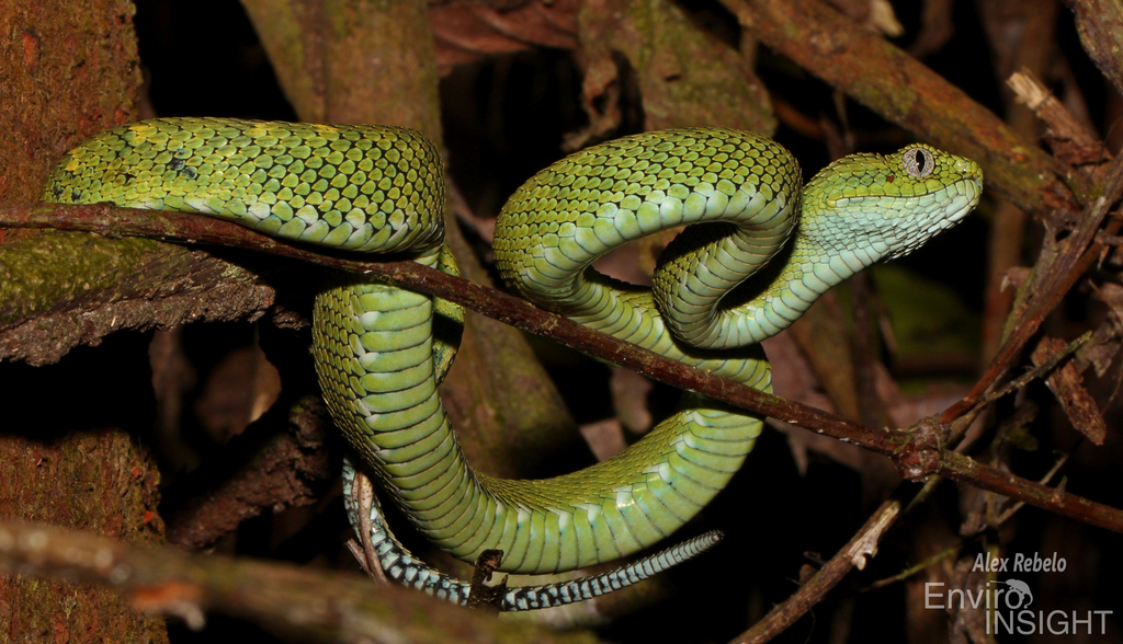 Green Bush Viper