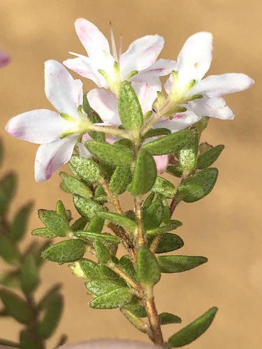 Pine Buchu (Agathosma planifolia)