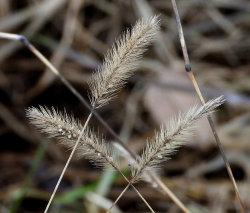Foto de Capim-colchão