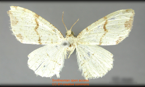 Syrrheuma cretata