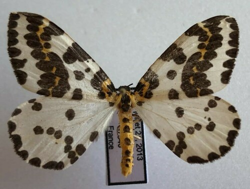 Abraxas grossulariata