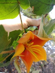 ×chiranthofremontia lenzii