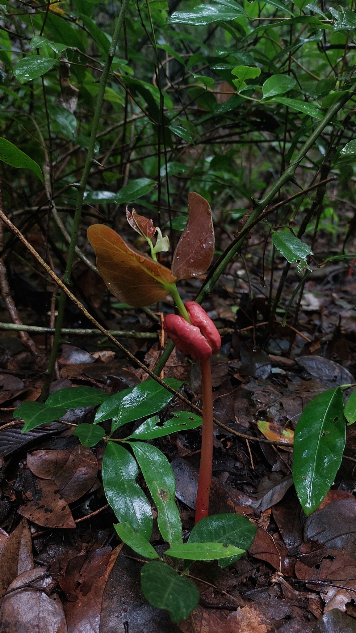 Foto de Hymenaea courbaril L.
