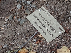 ×chiranthofremontia lenzii