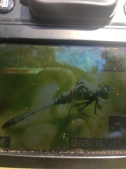 Erythemis simplicicollis