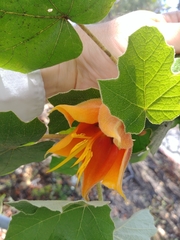 ×chiranthofremontia lenzii