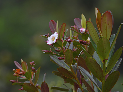 Bonnetia stricta (Bonnetia stricta)