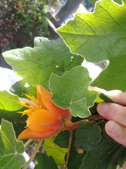 ×chiranthofremontia lenzii