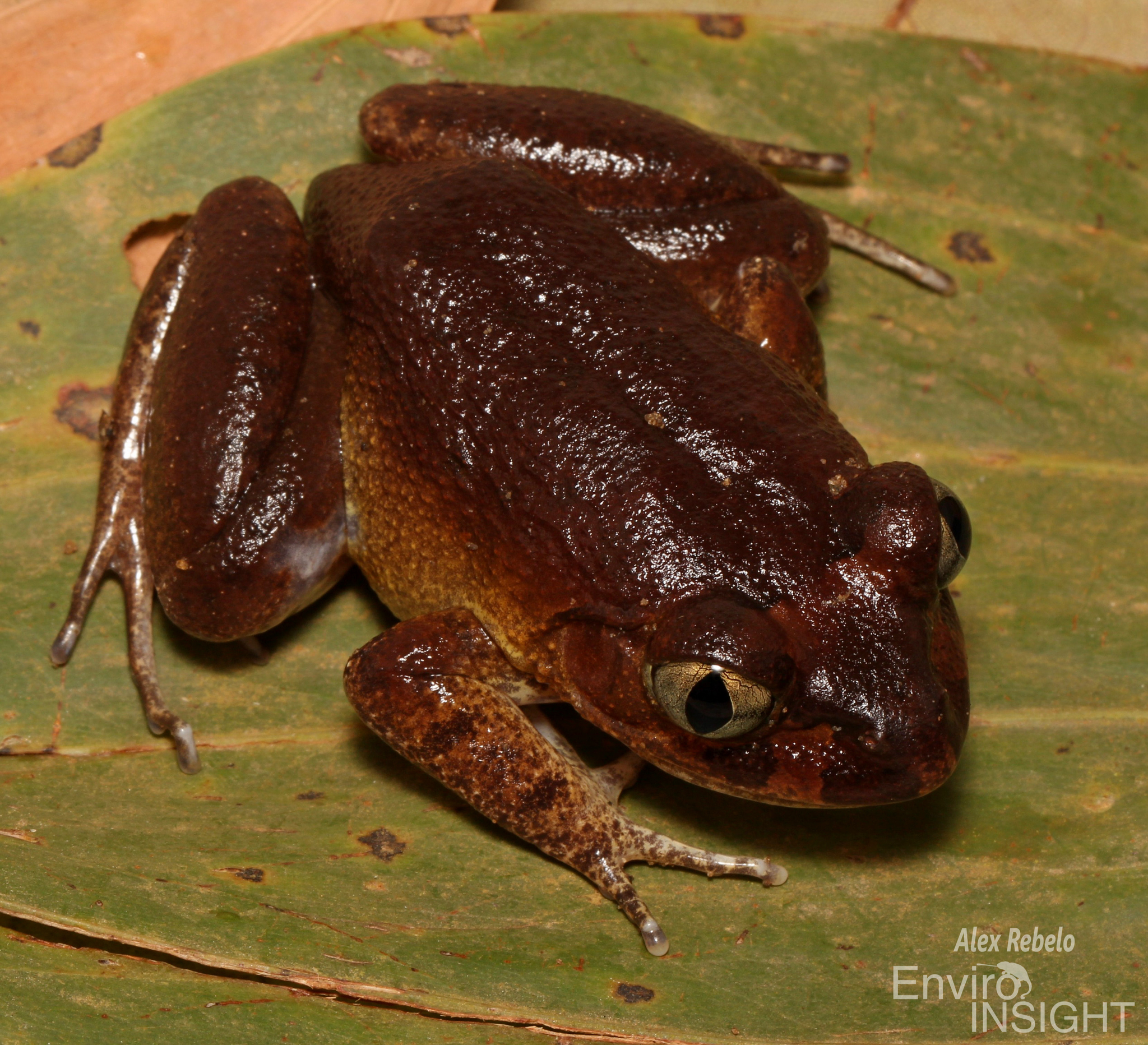 Astylosternus occidentalis Parker, 1931