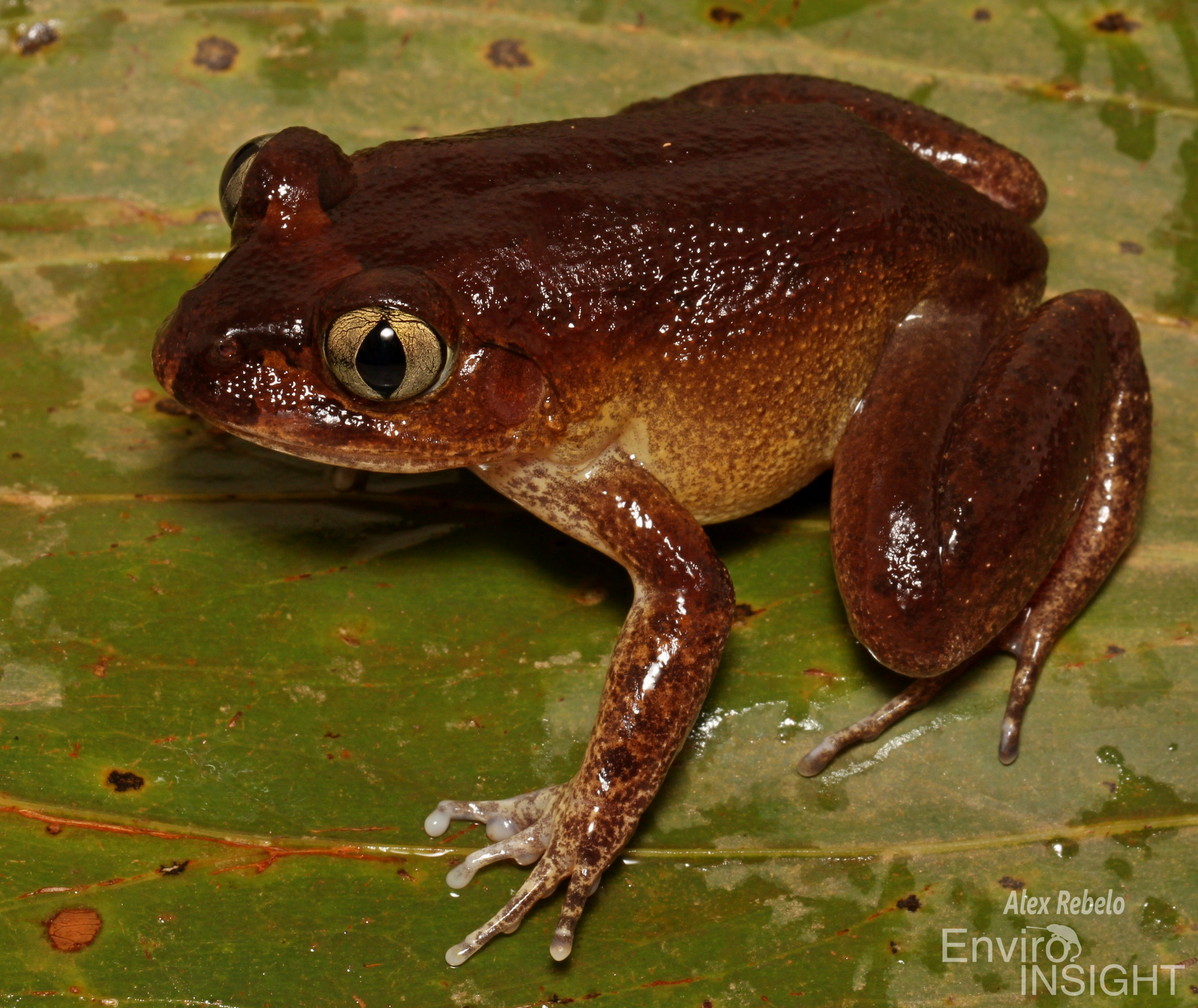 Astylosternus occidentalis Parker, 1931