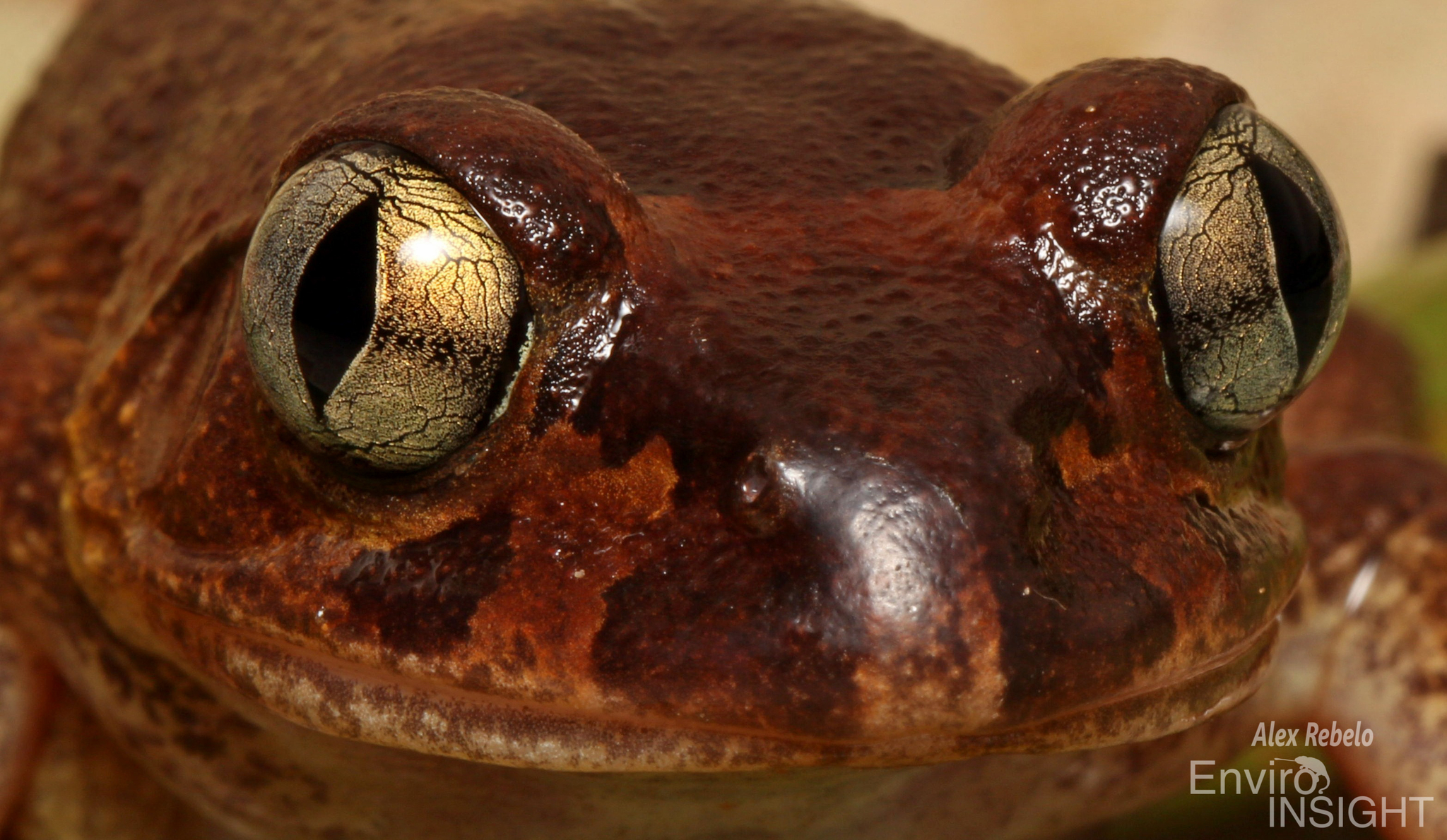 Astylosternus occidentalis Parker, 1931