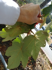 ×chiranthofremontia lenzii
